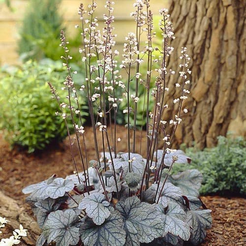 Heucherella "Quicksilver"