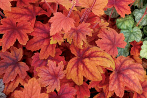 Heucherella hybrida "Sweet Tea"