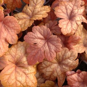 Heucherella "Buttered Rum"