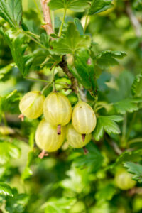 Ribes uva-crispa "Hinnonmaki Gelb"