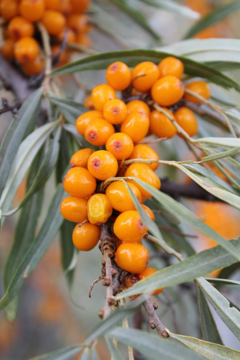 Облепиха крушиновидная "Ботаническая любительская" (Hippophae rhamnoides "Botanitšeskaja ljubitelskaja"), женское растение