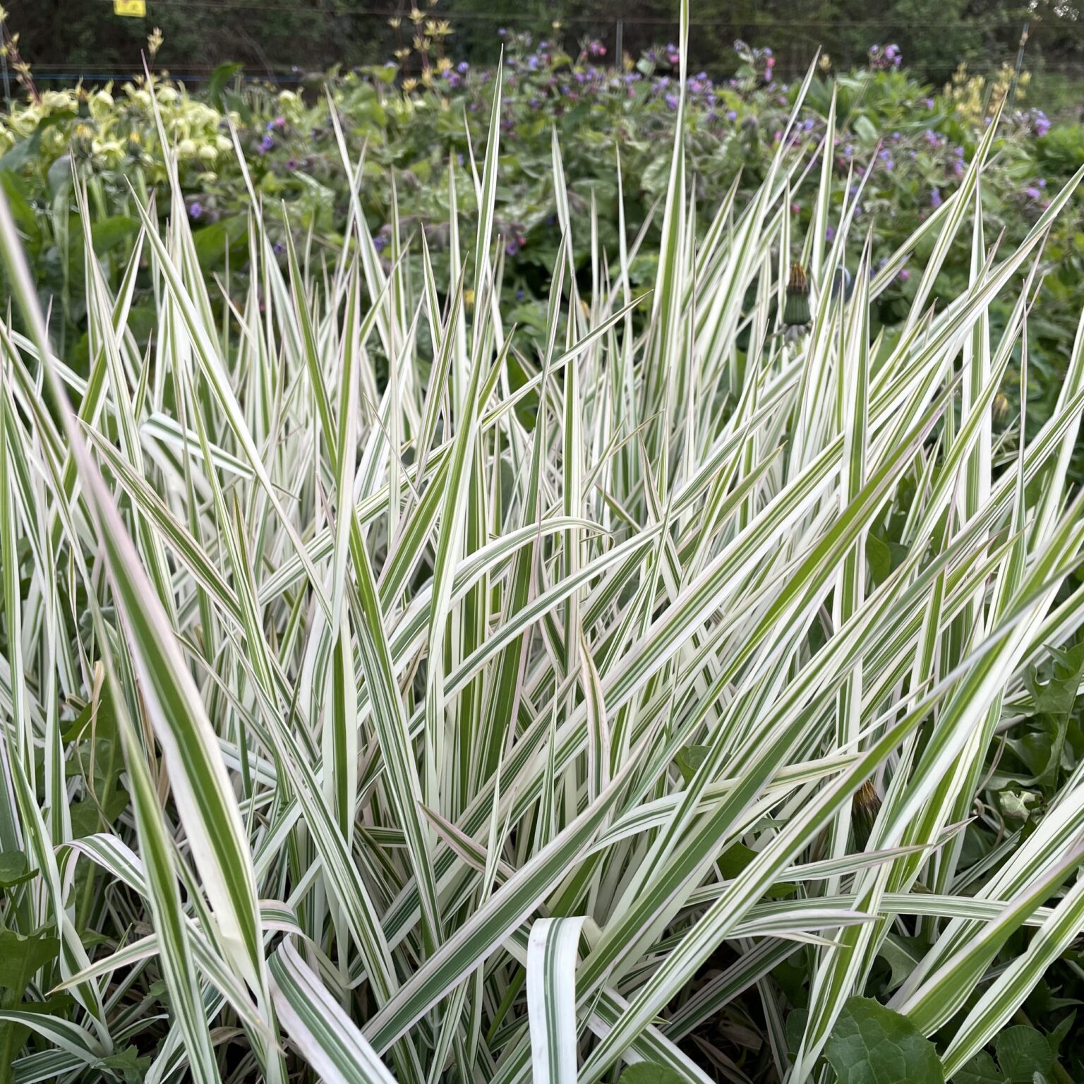 Holcus mollis "Albovariegatus"