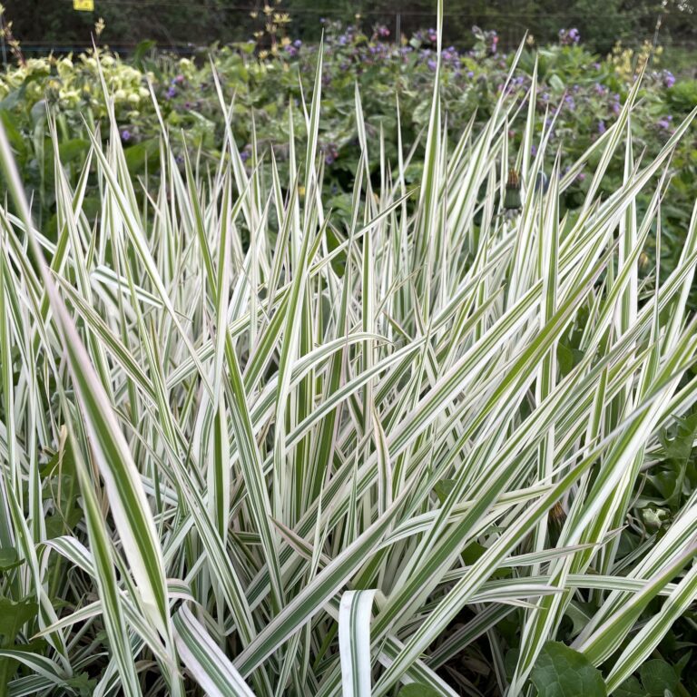 Holcus mollis "Albovariegatus"