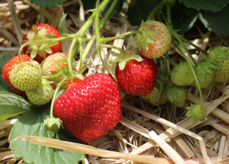 Клубника садовая "Honeoye" (Fragaria ananassa "Honeoye")