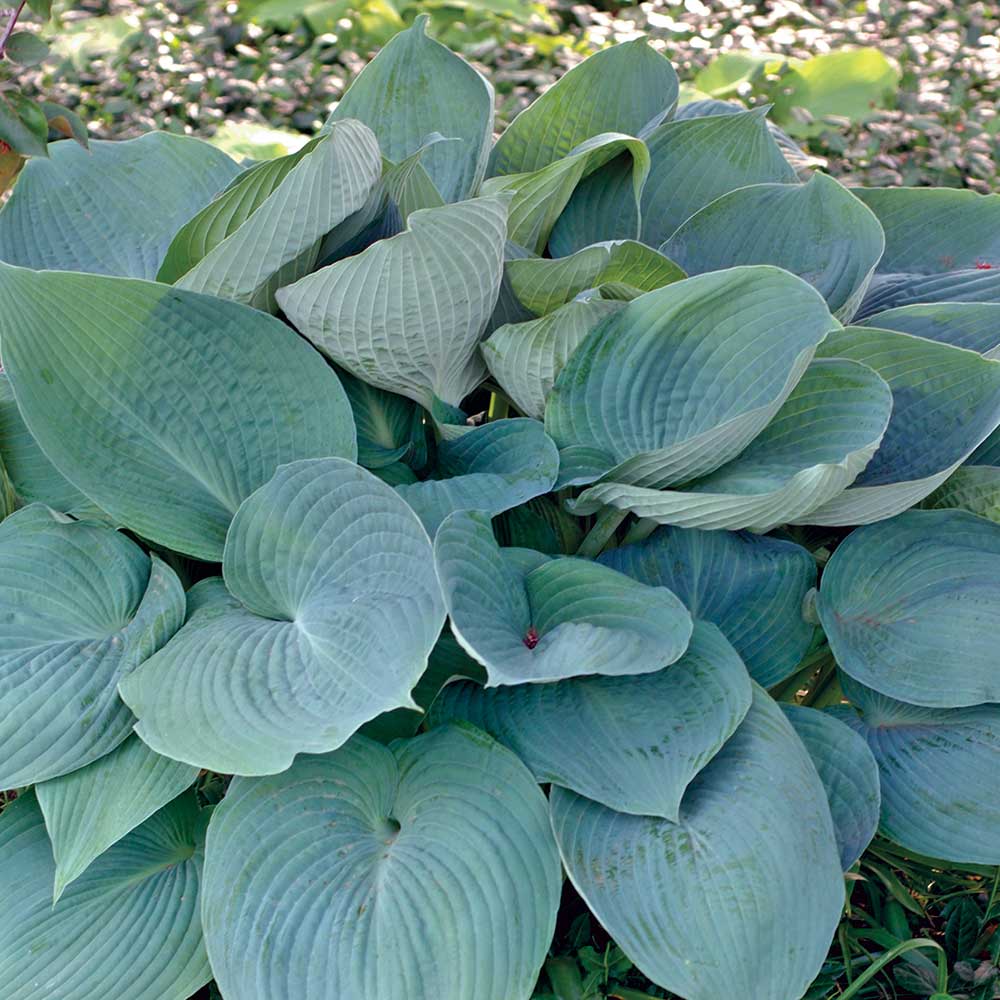 Hosta "Blue Angel"
