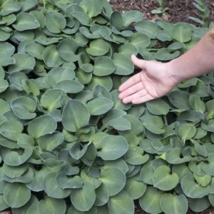 Hosta "Blue Mouse Ears"