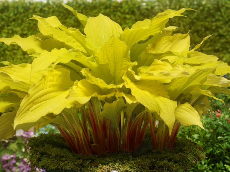 Hosta "Lipstick Blonde"