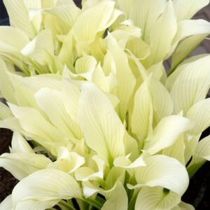 Hosta "White Feather"