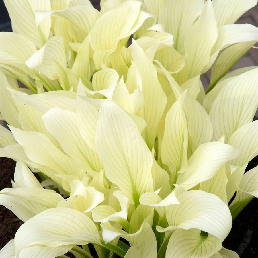 Hosta "White Feather"