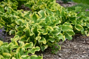 Hosta "Wheee!"