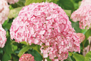 Hydrangea arborescens "Candybelle Bubblegum"