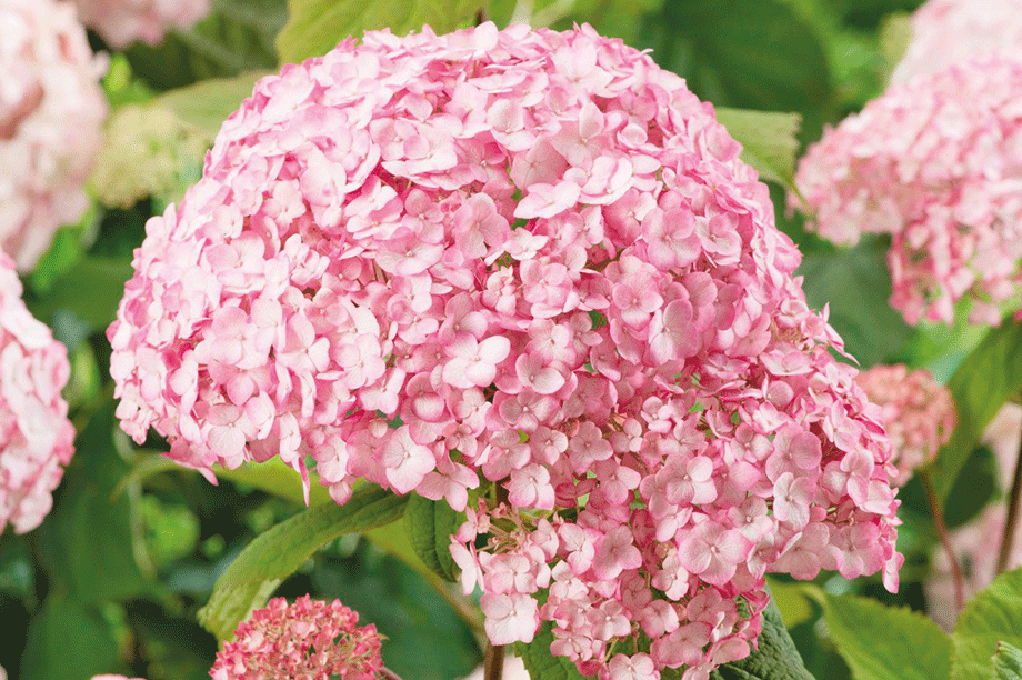 Hydrangea arborescens "Candybelle Bubblegum"