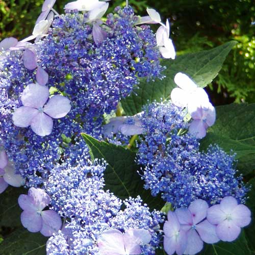 Гортензия пильчатая Hydrangea serrata "Bluebird"
