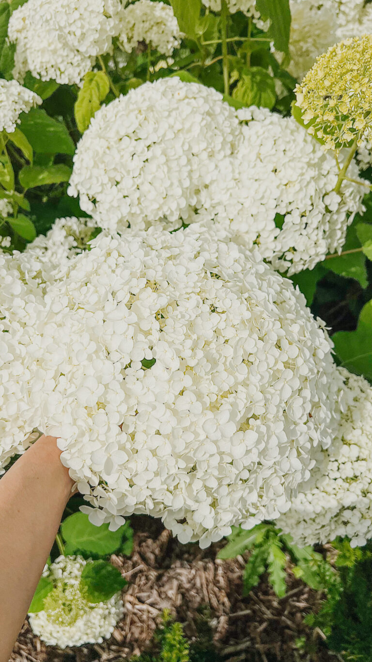Hydrangea arborescens "Annabelle"