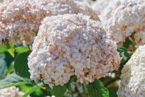 Hydrangea arborescens "Candybelle Marshmallow"