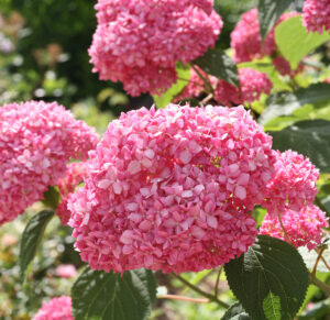 Hydrangea arborescens "Pink Annabelle"