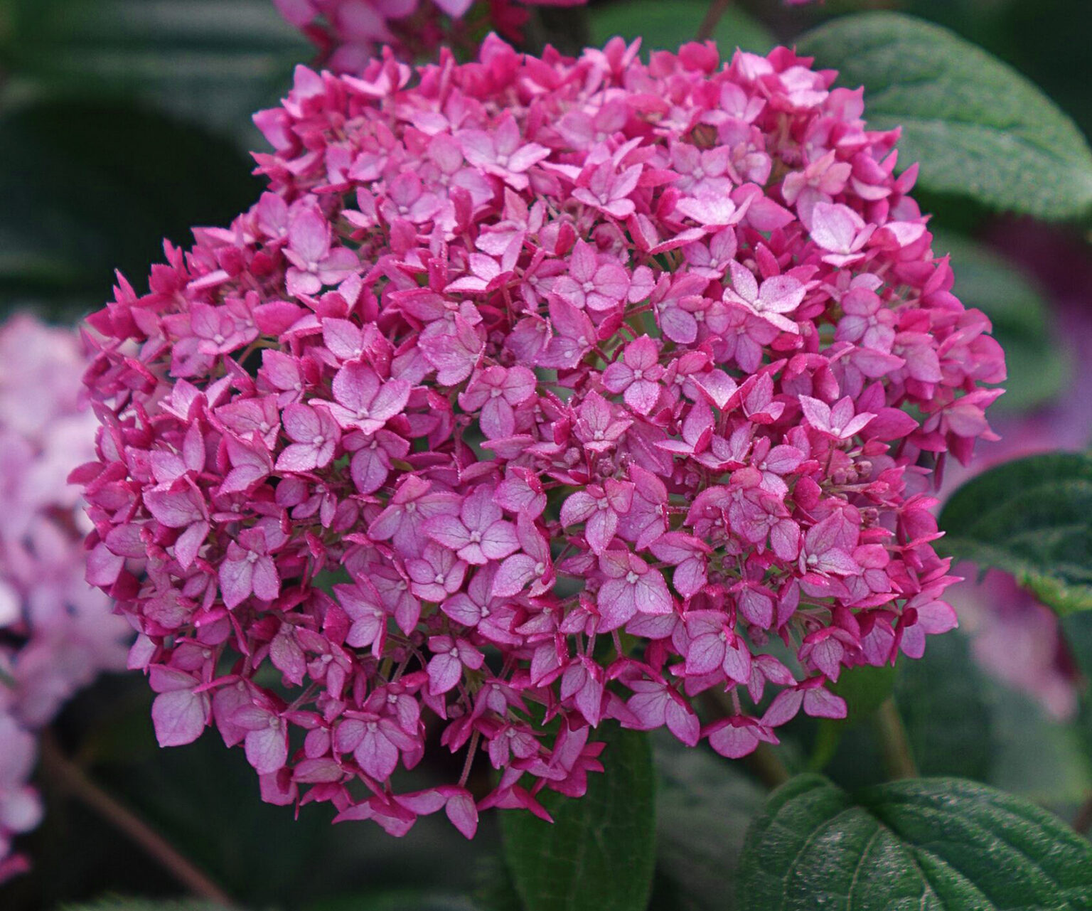 Hydrangea arborescens "Ruby Annabelle"