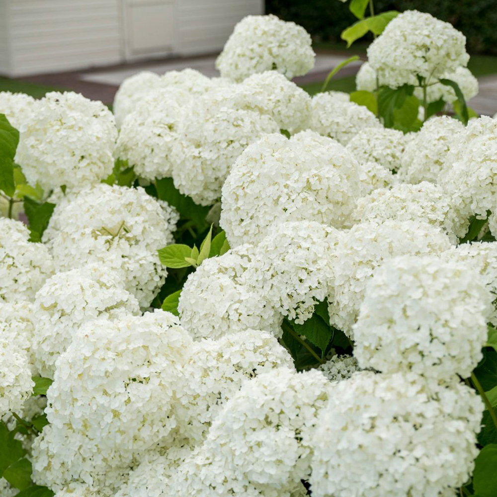 Hydrangea arborescens "Strong Annabelle"