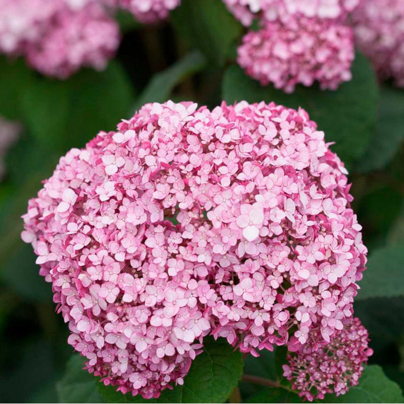 Hydrangea arborescens "Sweet Annabelle"