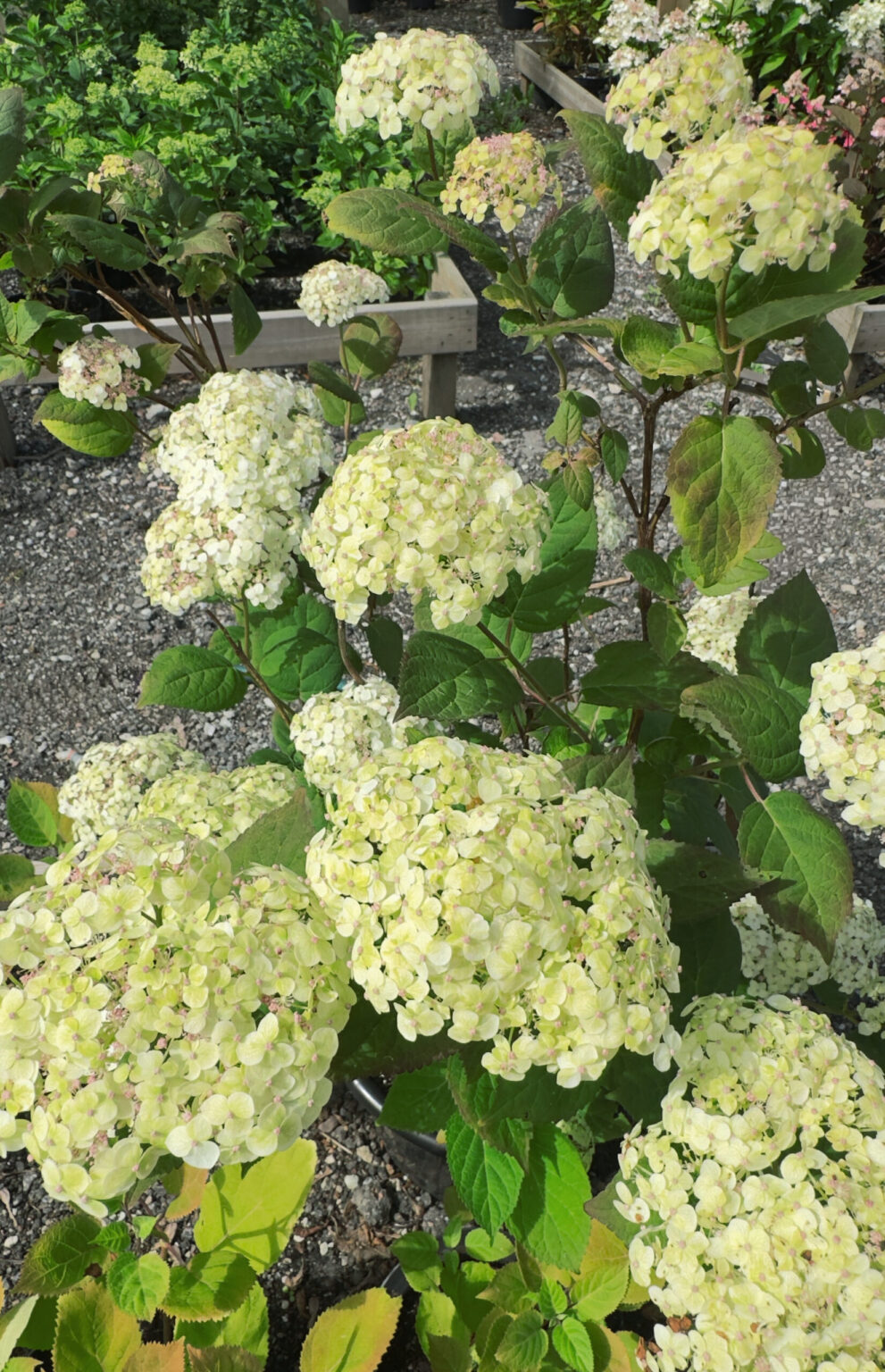 Hydrangea arborescens "Lime Rickey"