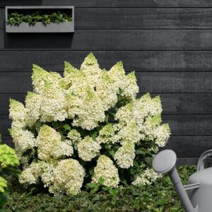 Hydrangea paniculata "Magical Matterhorn"