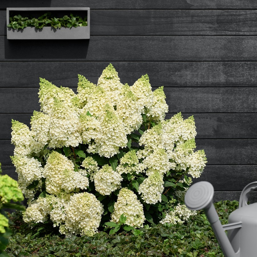 Hydrangea paniculata "Magical Matterhorn"