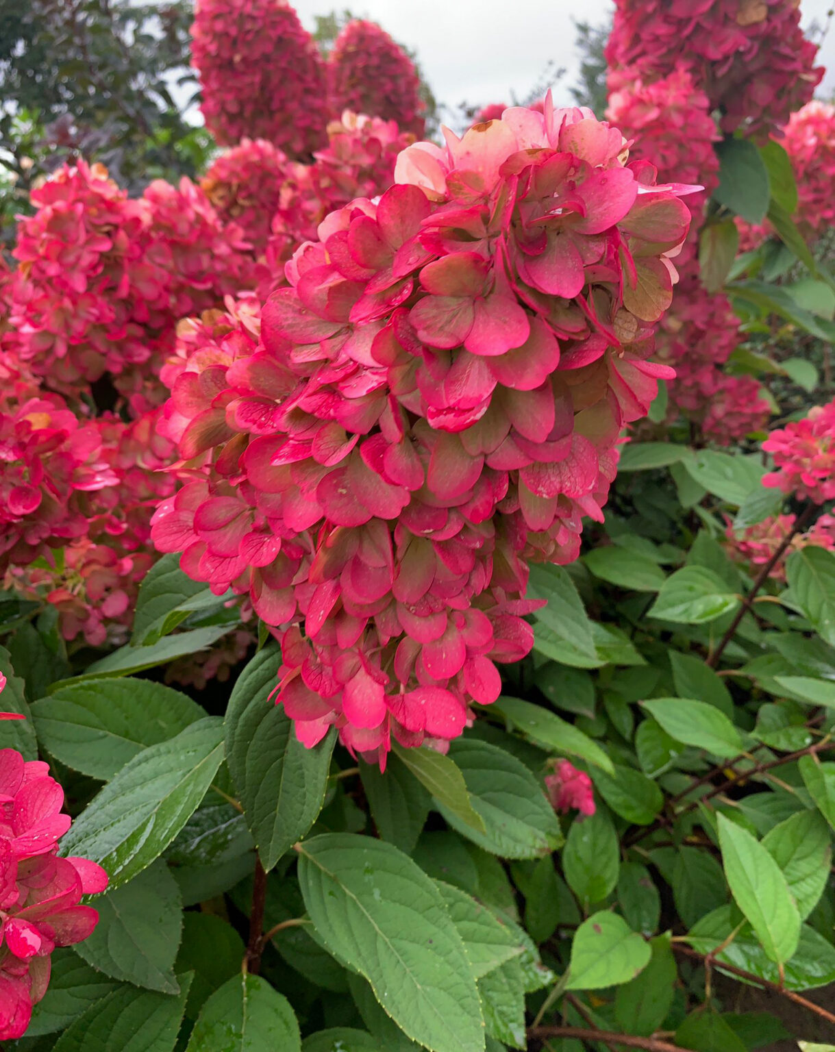 Hydrangea paniculata "Bonfire"