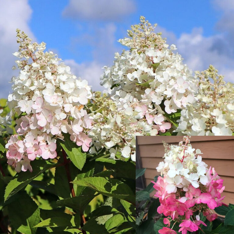 Hydrangea paniculata "Candlelight"