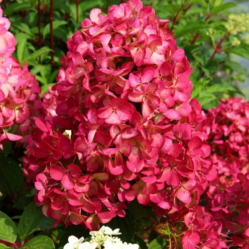 Hydrangea paniculata "Diamond Rouge"