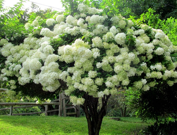 Hydrangea paniculata "Grandiflora"