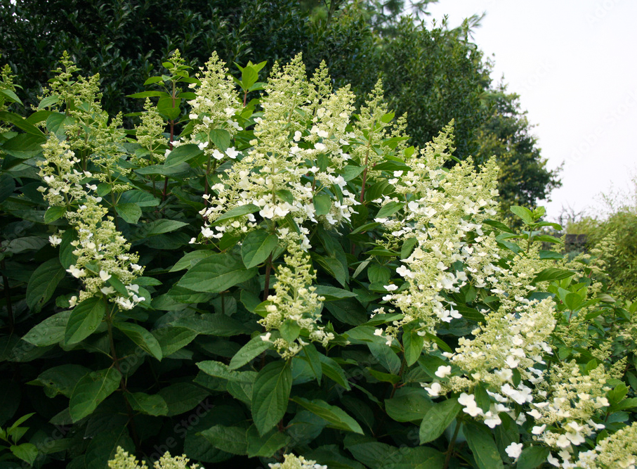 Hydrangea paniculata "Kyushu"