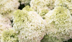Гортензия метельчатая "Living Royal Flower"