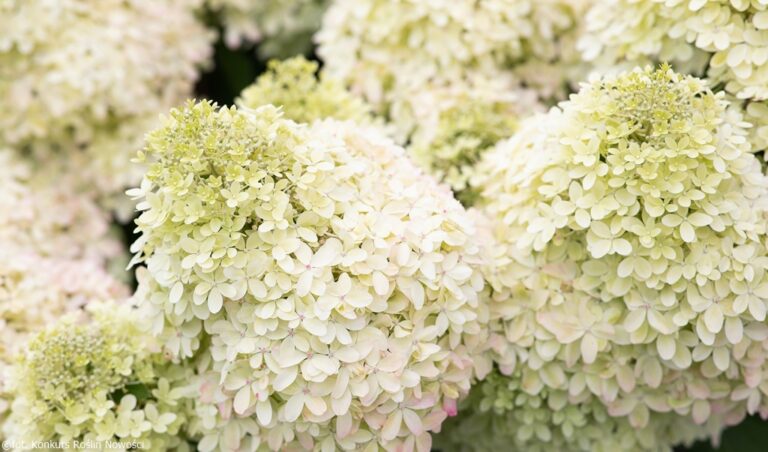 Hydrangea paniculata "Living Royal Flower"