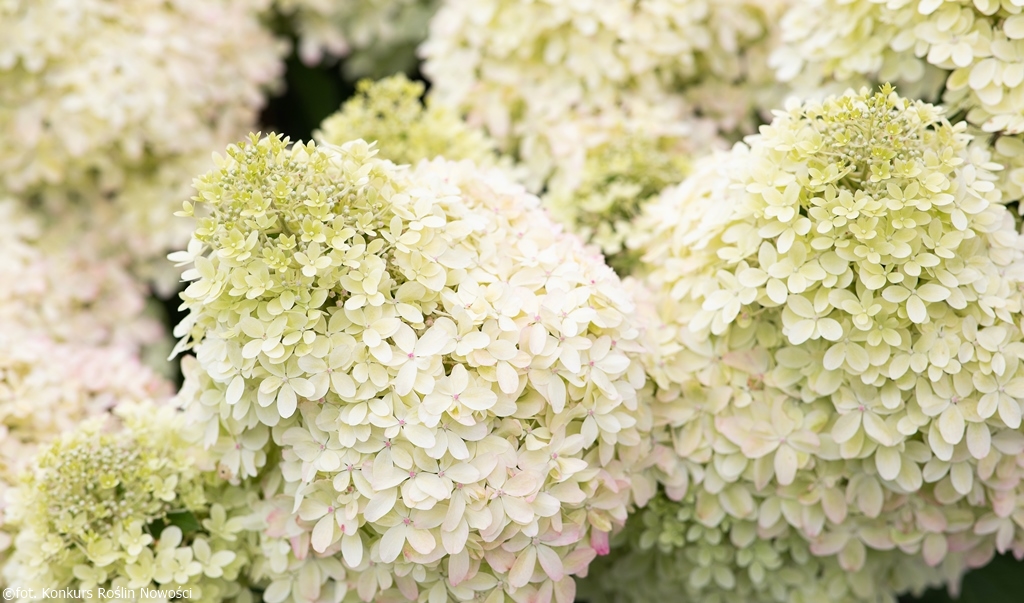 Hydrangea paniculata "Living Royal Flower"
