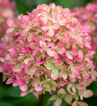 Hydrangea paniculata "Little Fresco"