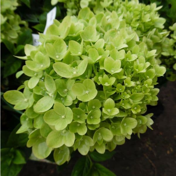 Hydrangea paniculata "Little Lime (Jane)"