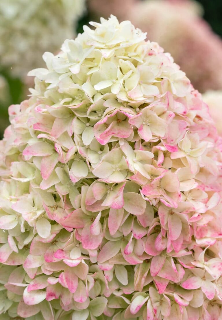 Hydrangea paniculata "Candy (Summer) Love"