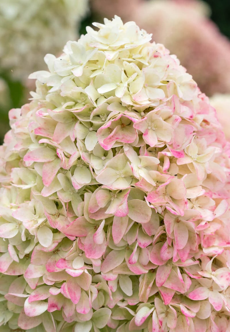 Hydrangea paniculata "Candy (Summer) Love"