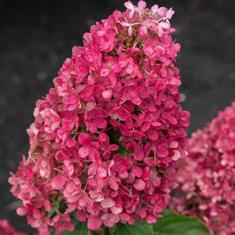 Hydrangea paniculata "Living Raspberry Pink"
