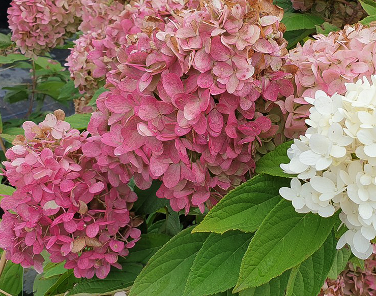 Hydrangea paniculata "Magical Summer"