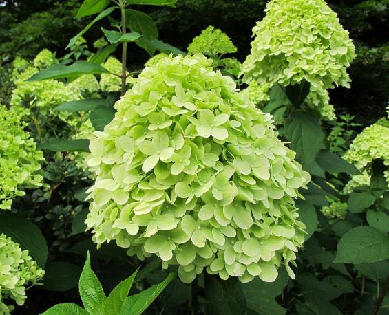 Hydrangea paniculata "Mojito"
