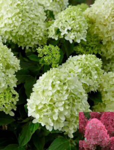 Hydrangea paniculata "Pandalus"