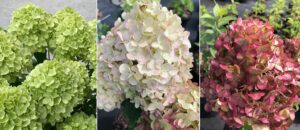 Hydrangea paniculata "Petite Cherry"