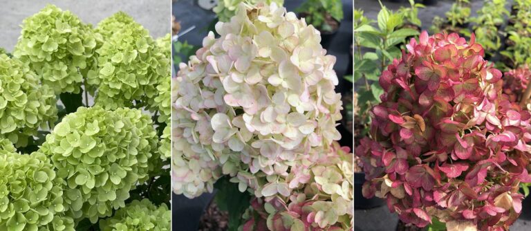 Hydrangea paniculata "Petite Cherry"