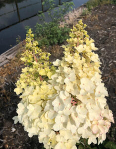 Hydrangea paniculata "Petite Lantern"