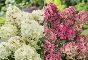 Hydrangea paniculata "Petite Star"