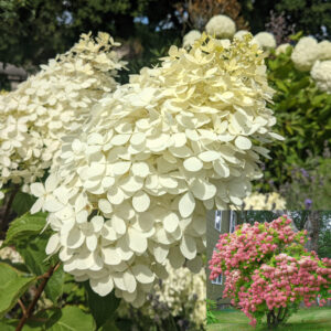 Hydrangea paniculata "Phantom"