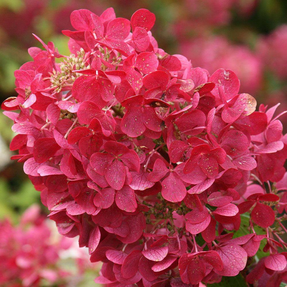 Hydrangea paniculata "Pink Diamond"