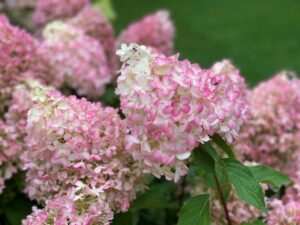 Hydrangea paniculata "Pinkachu"