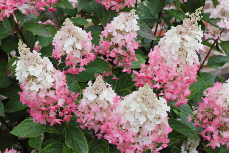 Hydrangea paniculata "Pinky Winky"